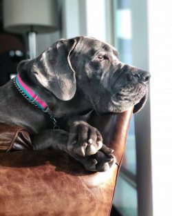 The growth of Great Danes at the withers: males at least 80 cm, females at least 72 cm, and the  ...