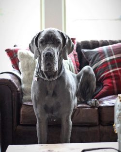 The coat of the Great Dane is short and dense, smooth and shiny.