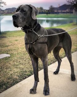The Great Dane is an intelligent and loyal dog. With the right care and upbringing, it will give ...