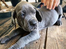 Train Great Dane in person. This will strengthen your relationship.