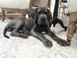 The types of wool colors of this breed are different: fawn, brindle, marble, gray marble, rainco ...