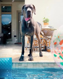 It is one of the largest dog breeds in size.