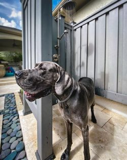 In appearance and character, the Great Dane is one of the most elegant and wonderful animal dogs.