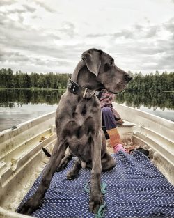 If you do not intend to teach your dog good manners, do not start, give preference to a cat.
 