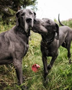 Great Dane can knock a toddler off his feet because it is big and strong.