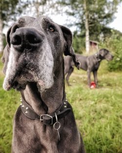 Great Dane will be happy to walk with you at the reservoir, in the park, play wand or catch up w ...