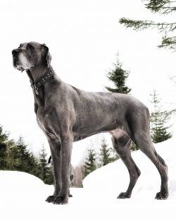The training of the Great Dane should not be difficult for an experienced dog owner since the br ...