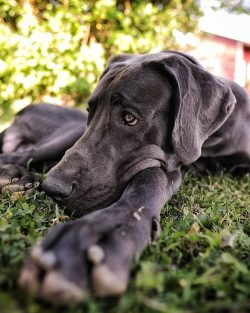 During training, it is worth considering the characteristics of the pet, its natural slowness.
