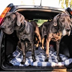 The largest dog in the world is considered a Great Dane named Giant George, who lived in the Uni ...