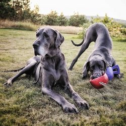  The average life expectancy of the Great Dane is one of the lowest among different dog breeds a ...