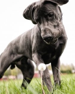 The growth of the largest dog in the world, the Great Dane named Giant George at the withers, wa ...