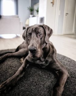 At home, it is better to give him his own space and even a large sofa; it is not recommended to  ...