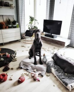 The best pastime for Great Dane is to be with family members, so it is not recommended to leave  ...