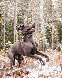 Great Dane perfectly feels the mood of the owner.