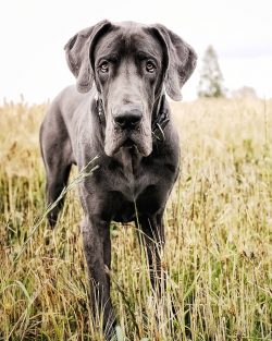 Great Dane is calm and confident, will never bark for no reason.