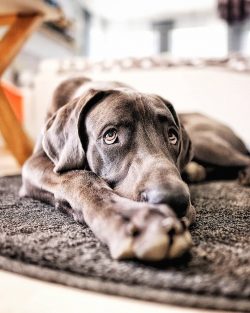 Due to its good nature, this breed can be recommended as family pets.