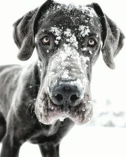 The characteristics of the breed, especially the large size of the Great Dane, make it very desi ...