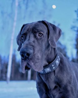 By its nature, the Great Dane is a rather cheerful, loyal, and very sociable dog.