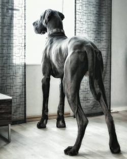 Great Dane is friendly, kind and loyal to the owner, especially children; distrustful of strangers.