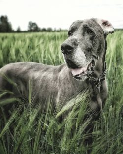The Great Dane is a noble, large dog that combines pride, strength, elegance.