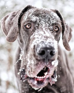 Since 1965, the Great Dane has been the official symbol of the state of Pennsylvania.
