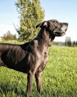 In 1880, on the occasion of an exhibition in Berlin, the first standard of the Great Dane was ap ...