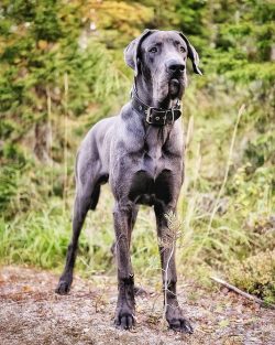 Owners should be prepared to accommodate such a large dog and the cost of food.