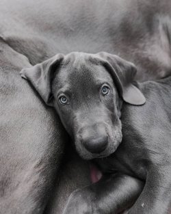The Great Dane is a large breed that combines strength and elegance. Males grow up to 81 cm and  ...