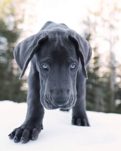 Great Danes have a large, chiseled and flattened head with developed superciliary arches, a long ...