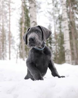 Great Danes have a long, muscular body with straight forelimbs. The tail is of medium length, wi ...