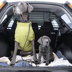 Those wishing to have a Great Dane should be prepared for the difficulties associated with accom ...