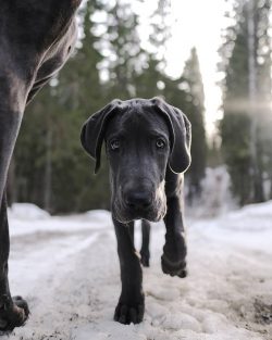 Great Danes eat a lot more small dogs, so the cost of food will be much more than, say, for the  ...