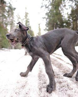 In the 18th century, it was prestigious to have Great Danes for the protection of landlord estat ...