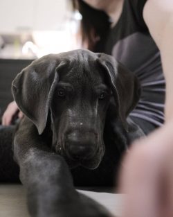 The upper class also bred the Great Dane for hunting: few of the other breeds could crush the boar.