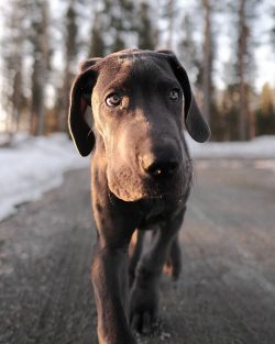 The Great Dane, also known as the Apollo of the Dogs, is a giant breed of dog of German origin.