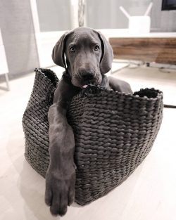 Great Dane dogs with an approximate modern appearance appeared in the 1800s.