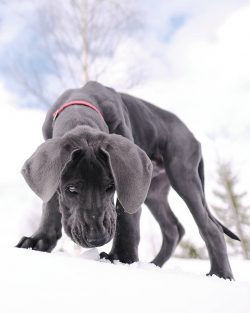 In 1880 the Germans banned the former official breed name “Great Dane” and replaced  ...