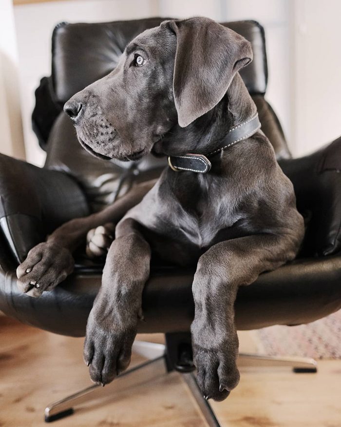 It is believed that Great Dane was born over 400 years ago.