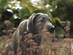 Great Danes are predominantly pets and, despite their size, are popular with city dwellers who k ...