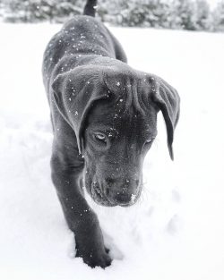 The predecessors of the Great Danes were mastiff-like dogs that the German nobility bred to prot ...