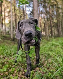 Great Dane is one of the most popular breeds.  Some call the Great Dane the giant among dogs.