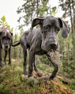 The impressive size of the Great Dane leaves no one indifferent, but despite this, the Great Dan ...