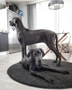 Originally Great Danes were bred to hunt wild boars. The dog did not handle this request very we ...