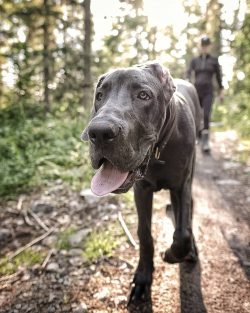 Now the Great Dane is an animal with a warm soul, which gets along well both with people and wit ...