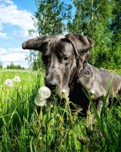  Although the Great Dane is not distinguished by anger and aggression, the impressive size of th ...