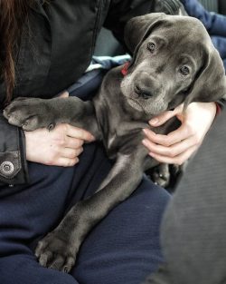 Great Dane has an athletic, muscular build. It features a massive head and a somewhat elongated  ...