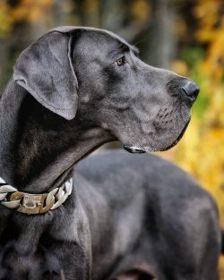 The impressive size of the dog often causes trouble for the owner and his family. An animal can  ...