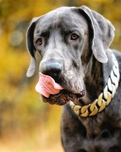 Dogs of this breed are always eager to please the owner, they try in every possible way to pleas ...