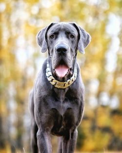 Great Dane dogs experience great happiness when they are stroked, caressed, they are not averse  ...