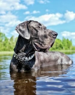 It is noteworthy that, despite its size, the Great Dane is not able to eat a lot of food. Beside ...